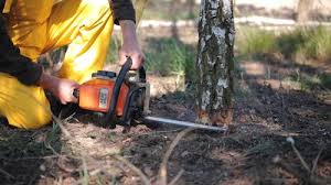 Why Choose Our Tree Removal Services in Midland, WA?